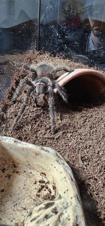 Image 6 of Tarantula for sale with enclosures