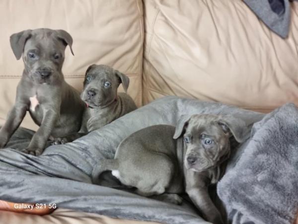 Image 14 of Last 2 blue boys and merle boy looking for forever homes