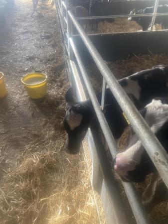 Image 2 of Fresian x dairy heifer calves