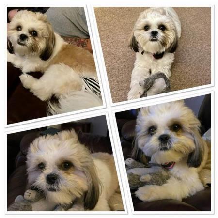 Image 2 of Beautiful litter of shih tzu puppies for sale
