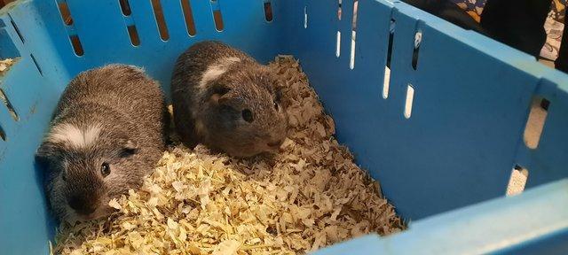 Image 3 of 2 bonded guinea pigs available