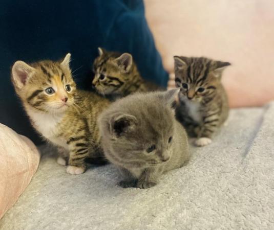 Image 1 of Beautiful kittens 1 grey boy x2 Tabbys