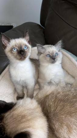 Image 8 of 12 week old male Seal Colourpoint Ragdoll kitten for sale