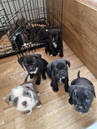 Image 1 of Gorgeous Staffy cross puppies