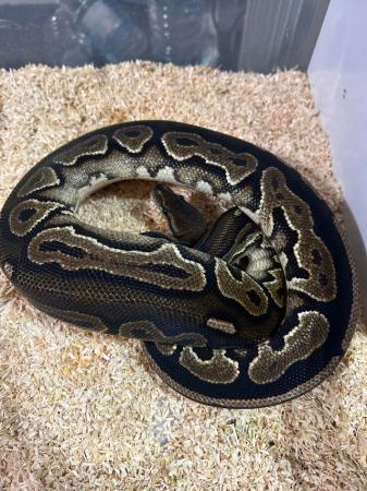 Image 4 of cinny female royal python cb22