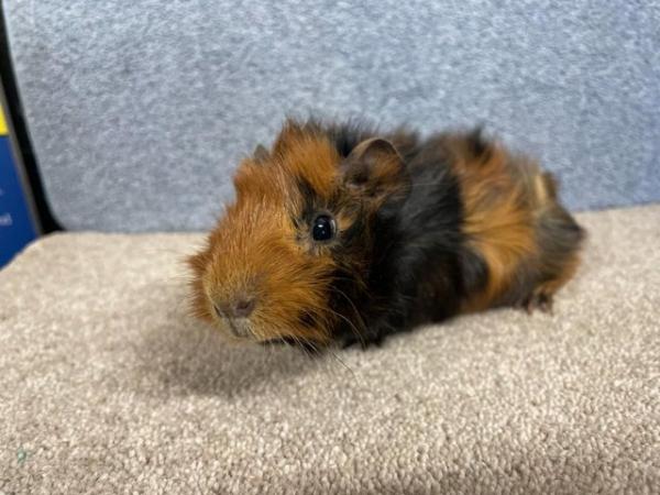 Image 3 of Abyssinian Male Guinea Pig for Rehoming