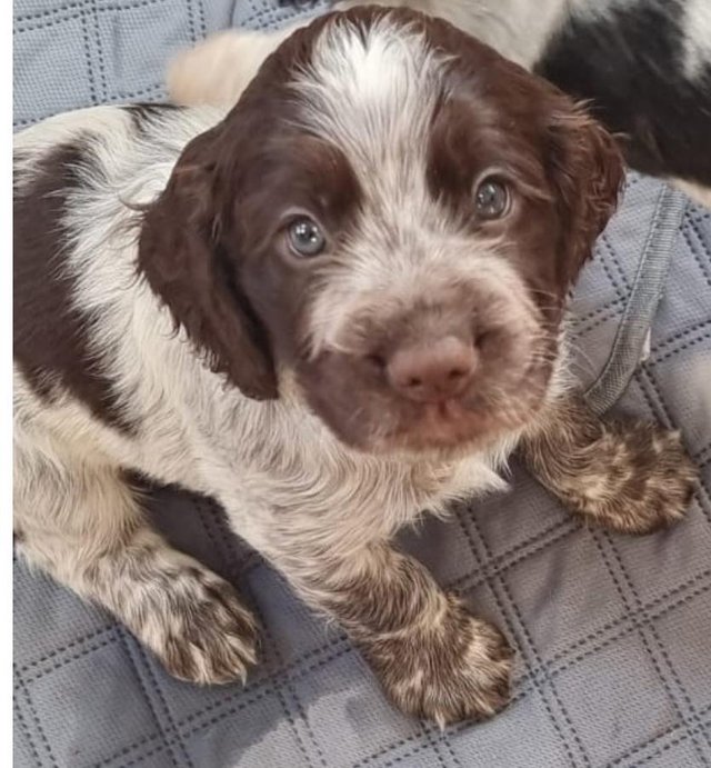 Preview of the first image of Kc registered cocker spaniel pups ready 25 th April.