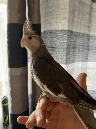 Image 5 of Baby hand reared cockatiels now available