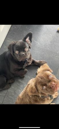 Image 5 of Fluffy French bulldogs x2 male