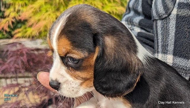 Image 22 of Quality, F1, Beaglier puppies, ready soon.