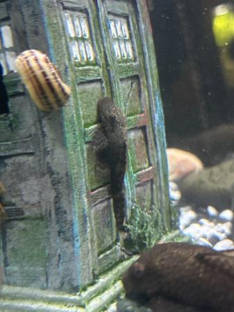 Image 3 of Fish for fish tank, Bristlenose catfishes
