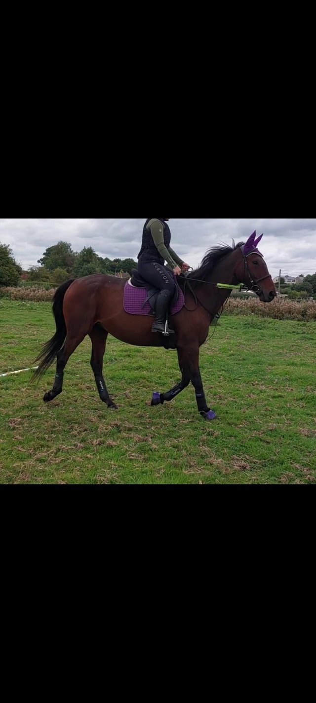 Preview of the first image of 16.3hh TB Bay Gelding 15yrs - home required.