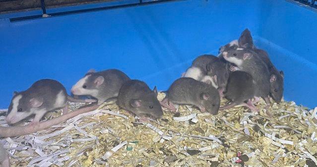 Image 2 of Fancy and dumbo rat babies looking for 5* homes
