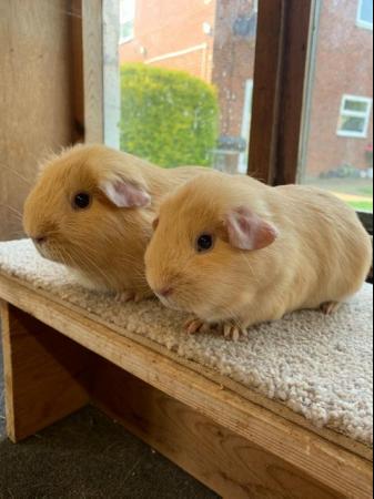 Image 2 of Young Self Buff Guinea Pig Boars