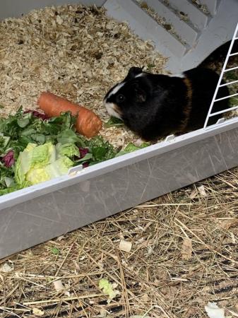 Image 1 of Cookie & Blaze female guinea pigs £45