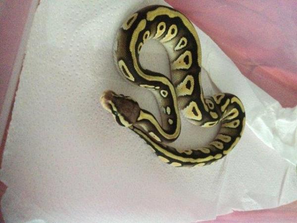 Image 4 of Pastel Mojave het ghost baby python