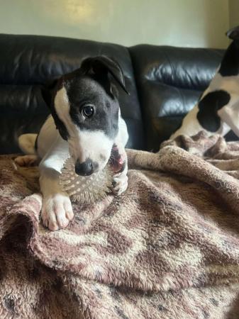 Image 8 of Whippet pups (3/4 whip 1/4 collie)