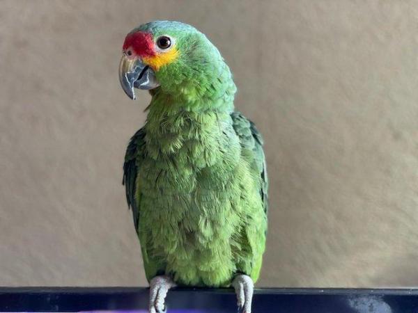 Image 4 of 2 year old amazon parrot and cage