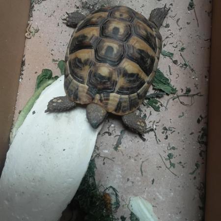 Image 5 of 3 year old tortoise for sale