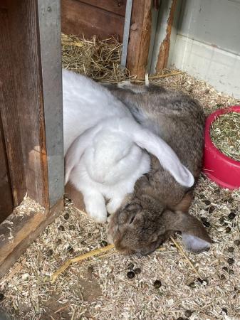 Image 3 of Bonded pair of French lop does