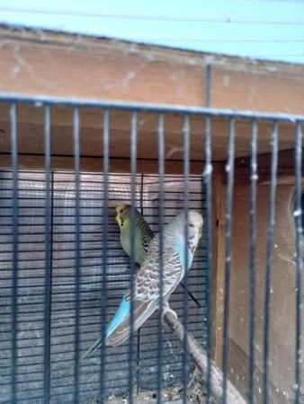 Image 1 of pair of budgies ..................
