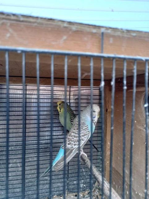Preview of the first image of pair of budgies ...................