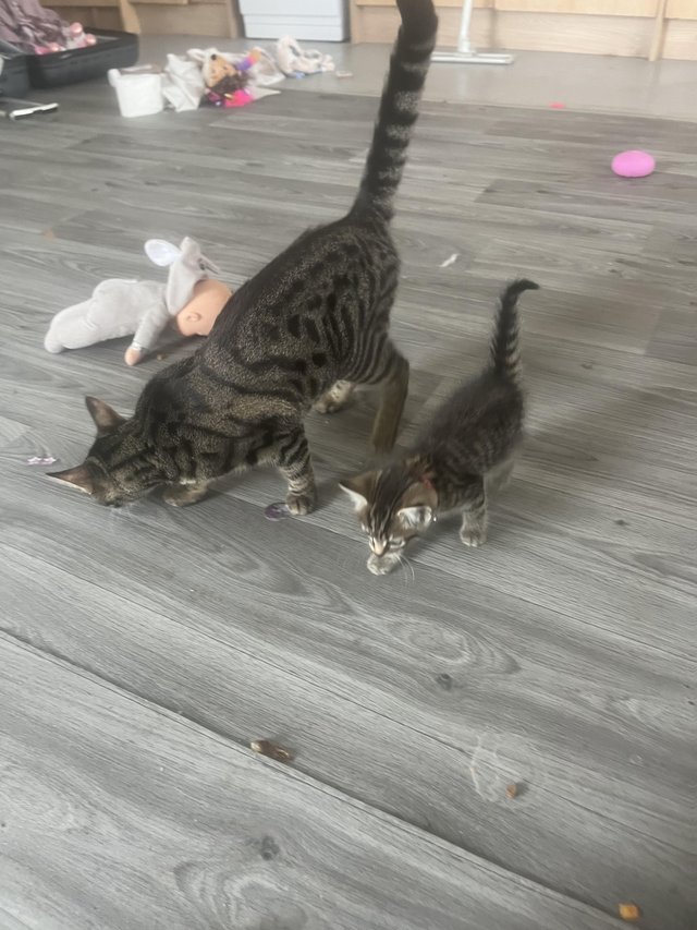 Tabby kitten can be bought with mum or separate 