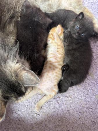 Image 2 of Maine coon cross kittens