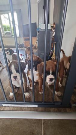 Image 4 of Litter of KC Boxer Puppies ready to leave