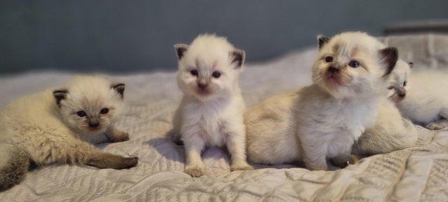 Image 1 of Pure breed ragdoll kittens  ready 11th June