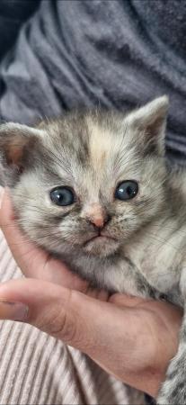 Image 9 of British Shorthair Kittens 9 weeks old