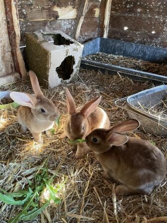 Image 15 of Adorable, friendly Standard Rex rabbit babies