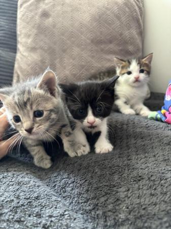 Image 4 of Kittens ready 1st of June , only 2 left. £150