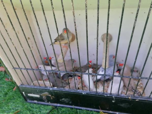Image 1 of Zebra finches both sexes