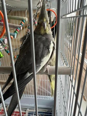 Image 6 of Pair of Cockatiels. Yellow and grey. Freebies included