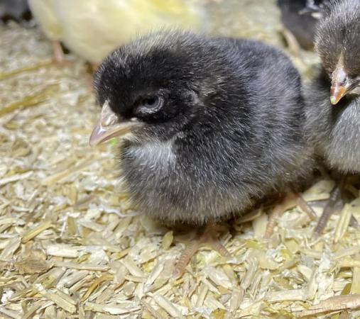 Image 3 of Day old sexed female chicks available now!
