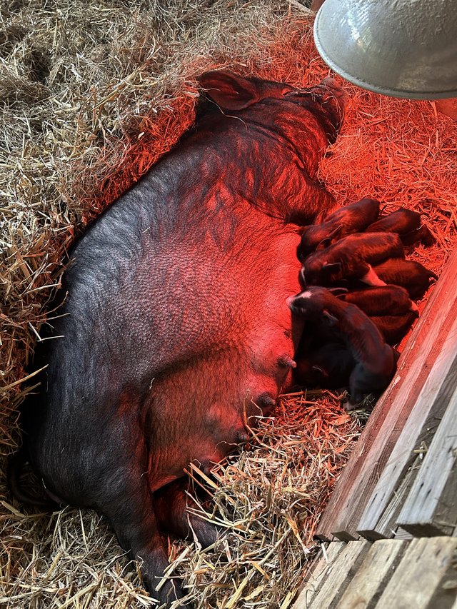 Preview of the first image of Kune Kune piglets ready in 7 weeks.
