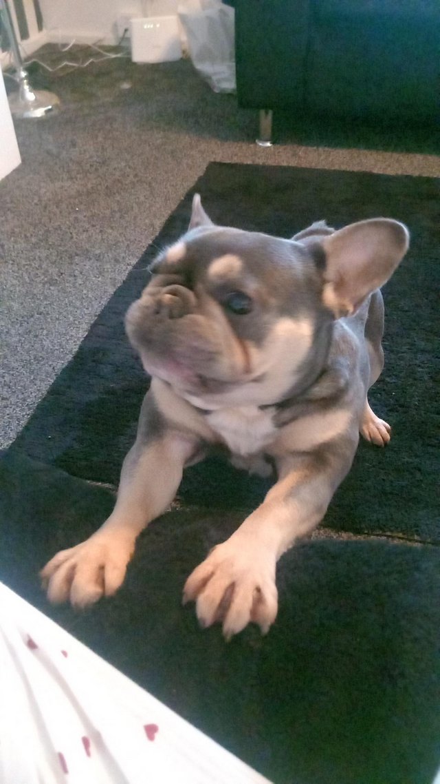 Preview of the first image of Lilac and Tan French Bulldog.