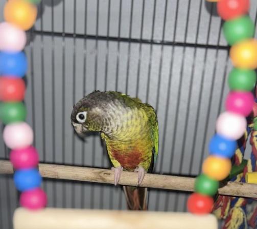 Image 2 of DNA proved Female Green cheek conure for sale