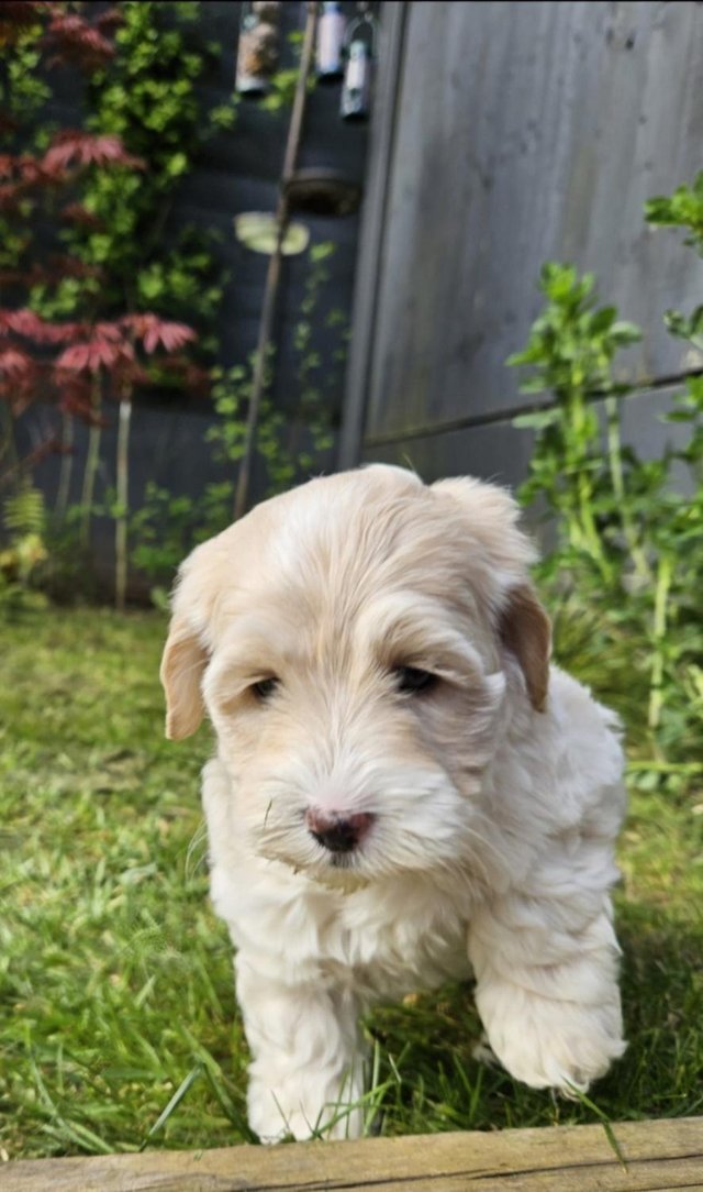 Preview of the first image of Last one - Beautiful Cockapoo Puppy (girl)- Ready to go now.