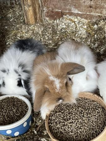 Image 3 of Baby lion lop rabbits for sale