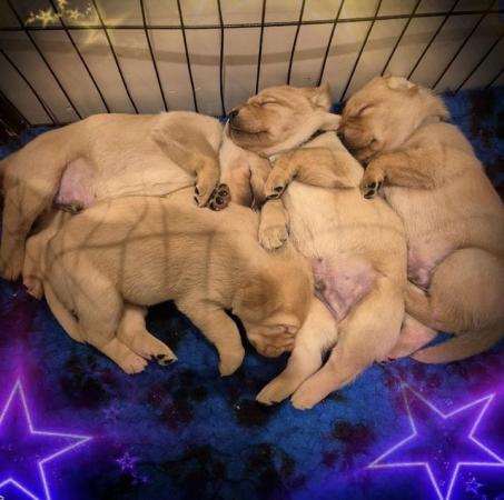 Image 14 of KC Registered Labrador puppies