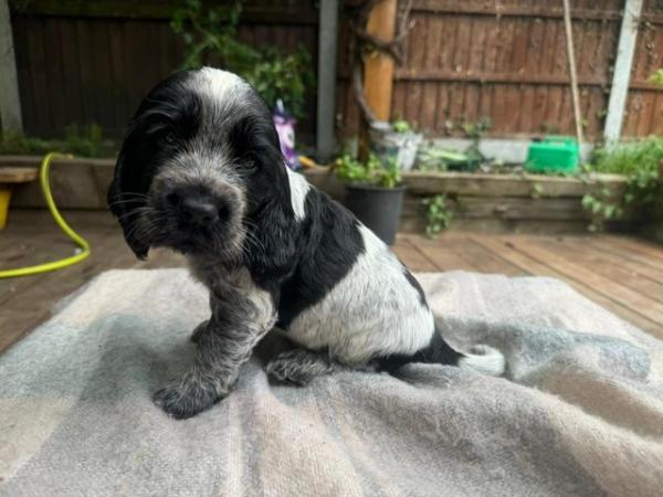 Image 4 of beautiful cocker spaniel puppies for sale