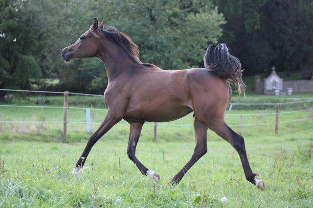 Preview of the first image of Top quality pure bred Arab filly.