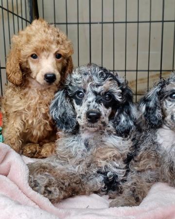 Image 5 of Miniature poodles ready to go microchip and vet checked