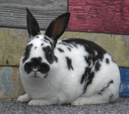 Image 1 of Mini Rex Bucks Looking for new homes