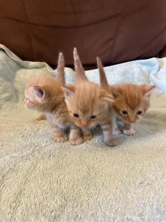 Image 6 of 3 mixed breed kittens for sale, ready now!!