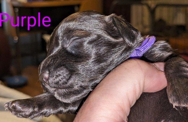 Image 16 of Sprocker Spaniel puppies
