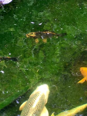 Image 6 of 5 healthy Young koi for sale to go together