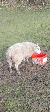Image 3 of Ewe lamb for sale born 2023